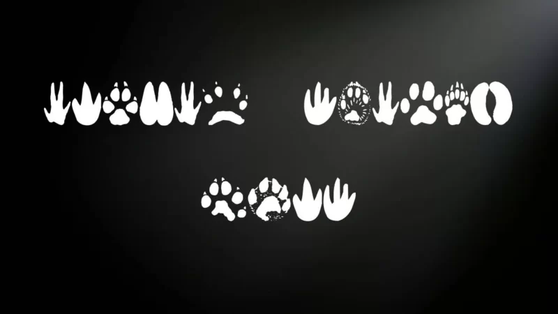 Animal Tracks Font Free Download